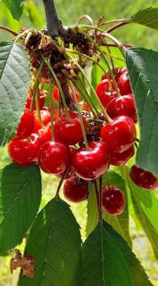 Novi Grad Sarajevo Apartment | Sarajevo natural apartment