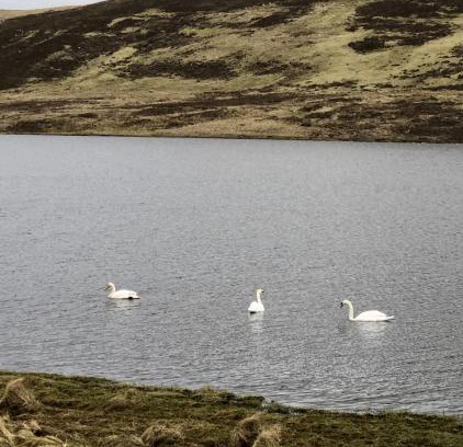 Scalloway Other | Scalloway Caravan Park