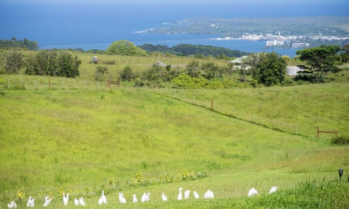 Hilo House | Serene Hawaiian Eco Village 15 minutes from Hilo