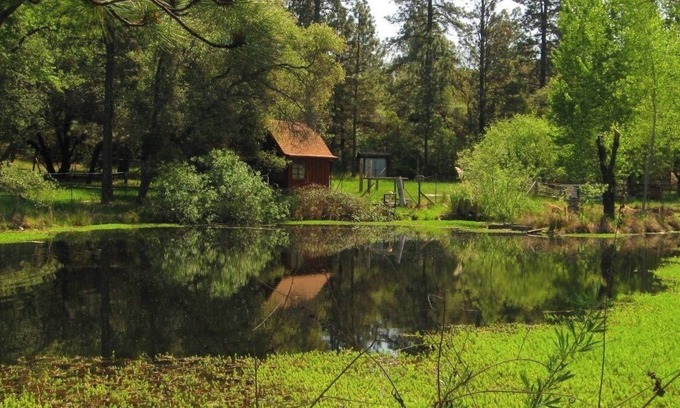 Rough and Ready Cottage | Shangrila with view of wildlife pond above artist's studio in Rough and Ready