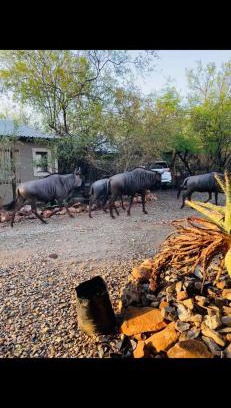 Marloth Park Cabin | Shiringa kruger lodge