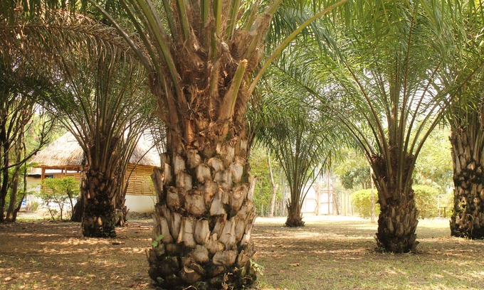 Kitojo Hotel | ShoeBill Safari Lodge