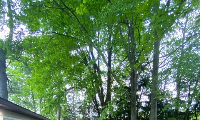 Marion Cabin | Sleepy Riverfront Cabin on Middle Branch River - 5 min from Marion - 20 min from cadillac/lake city