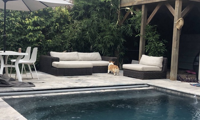 Neartown House | Small Oasis in the city Pool and dog friendly🐾
