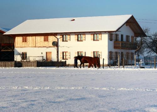 Schechen House | Springerhof