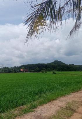 Pokok Sena District House | Sri Nawa Homestay