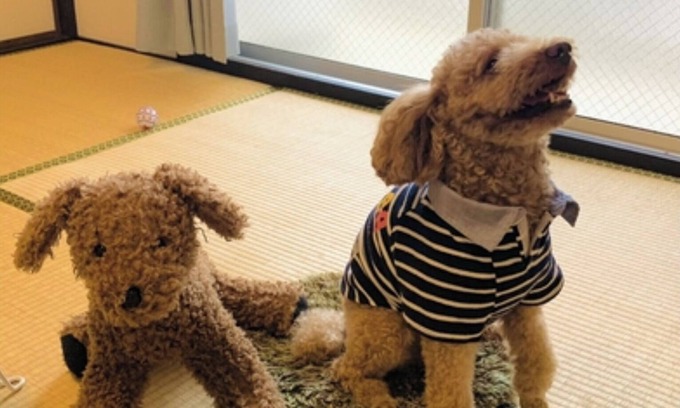 Sumiyoshi Hotel | Staying with your dog is OK With kitchen and wash/Fukuoka Fukuoka