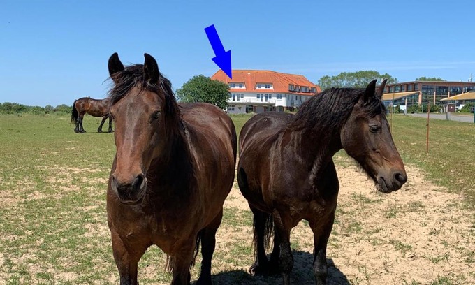 Neddesitz Apartment | Studio "MS Muschel" im Ferienpark