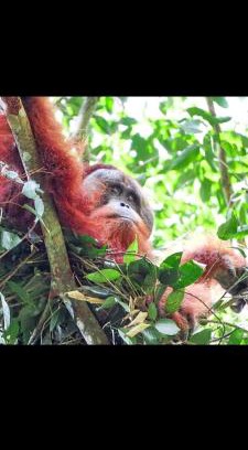 Bukit Lawang House | Sumatra Treking Lauser Park