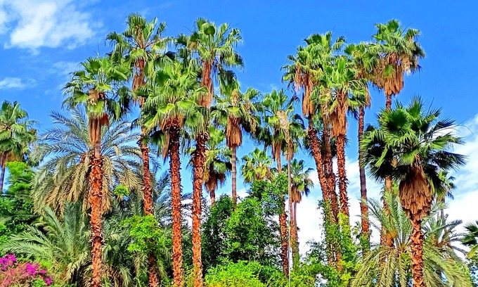 Majorelle Apartment | Superb Apt ! Exceptional View of Majorelle's Gardens, Yves Saint Laurent Street