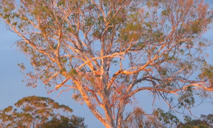 Bumberrah House | Tambo Trails through the Ringbark