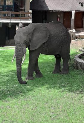 Simanjiro Hotel | Tarangire Sopa Lodge