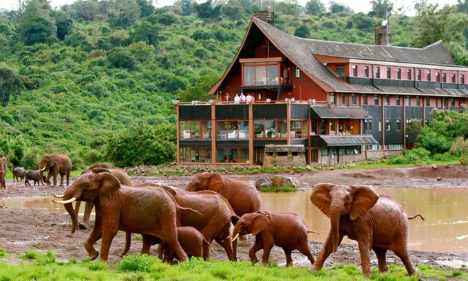 Aberdare National Park Cabin | The Ark Lodge