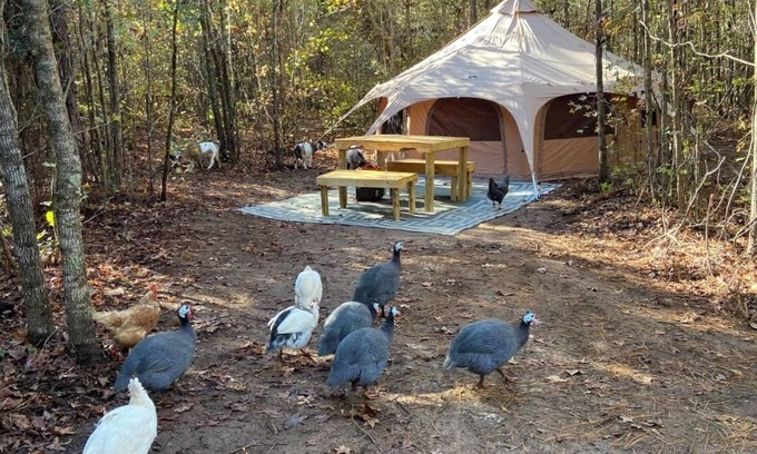 Tallahassee RV Rental | The Big Top Lg group GLAMP Farmstay