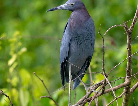 Tortuguero Apartment | The Corner House - Hospedaje con Encanto en Tortuguero
