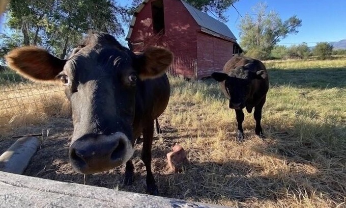 Prairie City House | The farmhouse has fast WiFi!