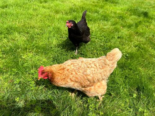 Haddington House | The Hen House