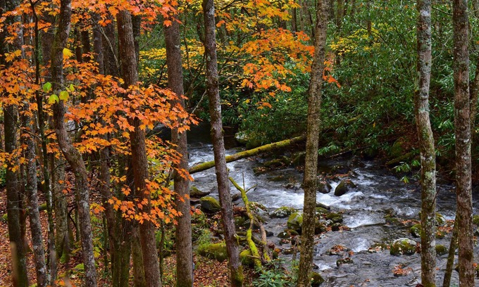 Robbinsville Cabin | The Owl's Perch- Backwoods glamping cabin over amazing creek