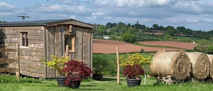 Much Birch Other | The Queen Bee Cabin