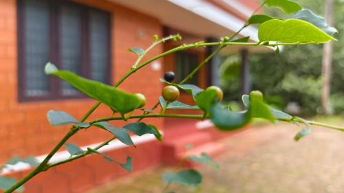 Neeleshwar House | THEERTHAMKARA Staycation