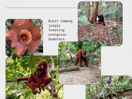 Bukit Lawang House | Tiga dara guest house jungle trekking