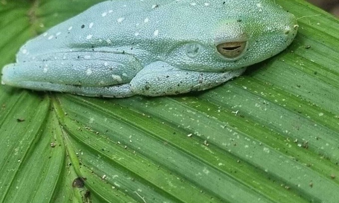 Tortuguero Villa | Tortuguero Villas, Mezcla la Elegancia con la Exhuberante Naturaleza
