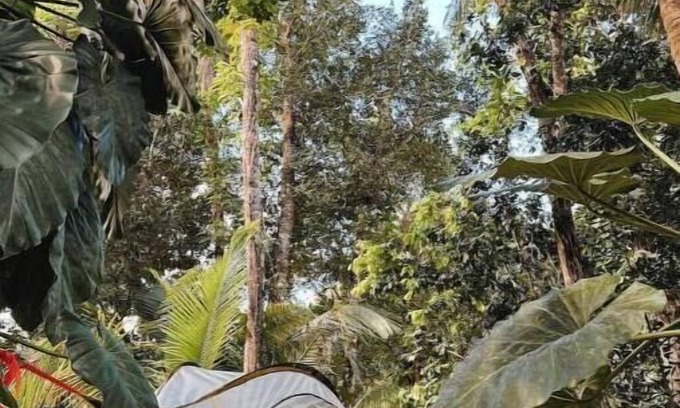 Sabana RV Rental | Tree Camping Tent: Hacienda Monte Reynn