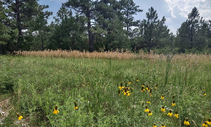 Rosebud Cabin | Two rustic cabins nestled within Rosebud Sicangu Lakota Oyate ponderosa forest.