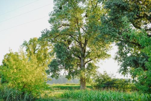 Chodziez Bed & Breakfast | Uroczysko Oleśnica