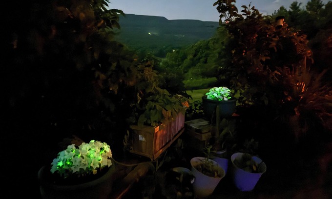 Town of New Scotland House | Utopian Country Retreat w Glowing Flowers