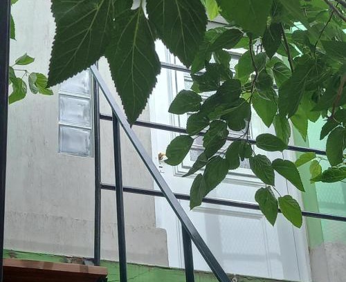 Guaymallen Apartment | Verdes montañas