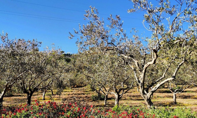Racalmuto Bed & Breakfast | Villa Alessi