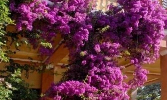 Alezio Bed & Breakfast | Villarancia – Luxury B&B