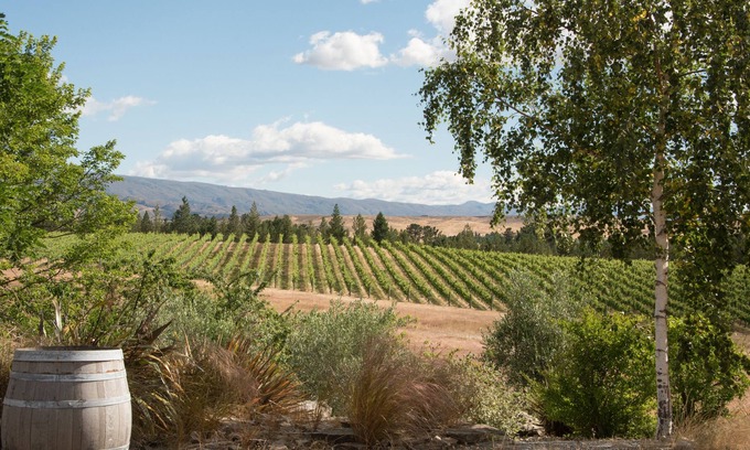 Alexandra Bed & Breakfast | Vineyard Suite: wine-wine relaxation