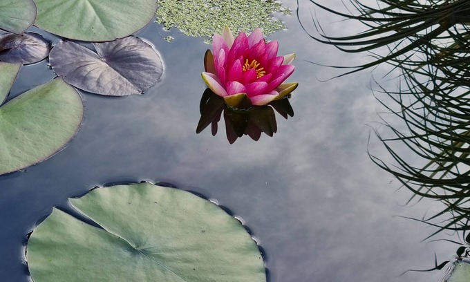 Mitterbach Apartment | Water lily Apartment