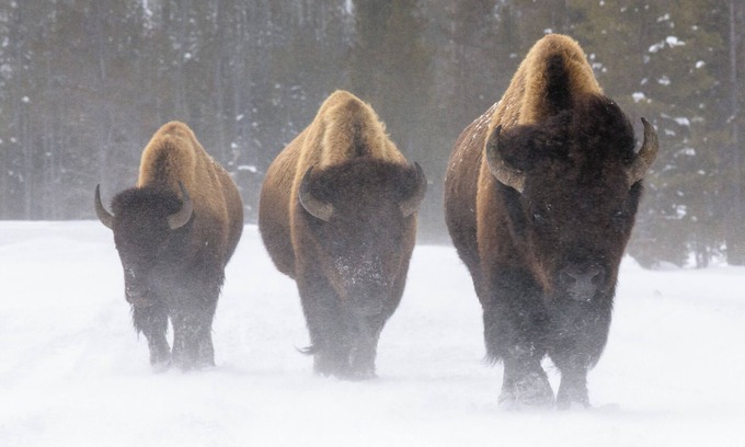Thayne House | Welcome to the Gold Bison Getaway.