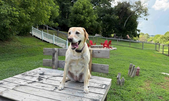 Ellijay Cottage | WeLoveALLDogs/FullyFencedYards/Firepit/Views/2King