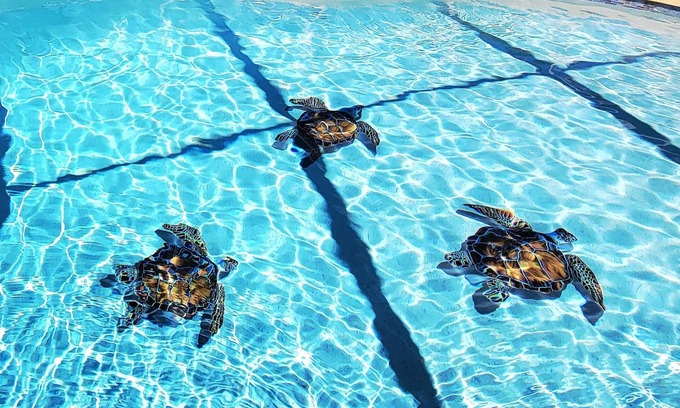 Broadmoor House | Wet Tortuga Retreat