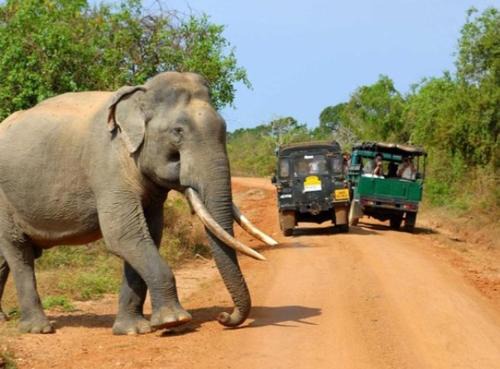 Udawalawa Hotel | Wild Animal Viewpoint Udawalwe