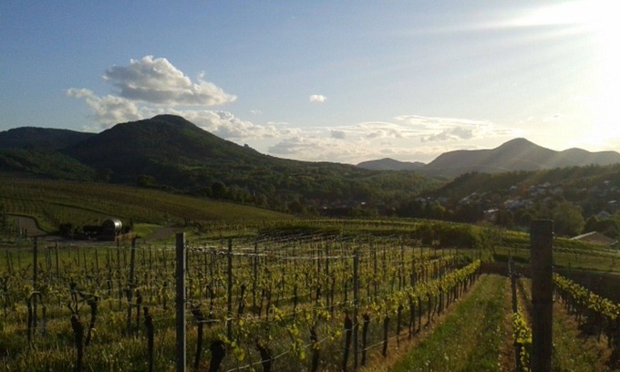 Frankweiler House | Winzerhaus Südliche Weinstrasse