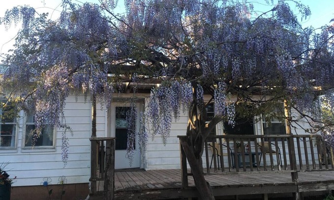 Monticello Cottage | Wisteria Vine Cottage