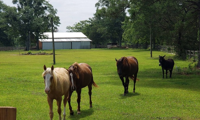 Geneva County Other | Working Horse Ranch 25 acres. 3/2 1440sf. Close town, beach. stocked Pond. Farm