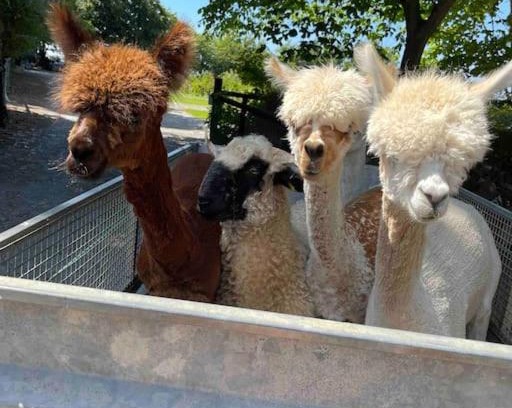 Tan-y-groes House | Y Boidy Bach