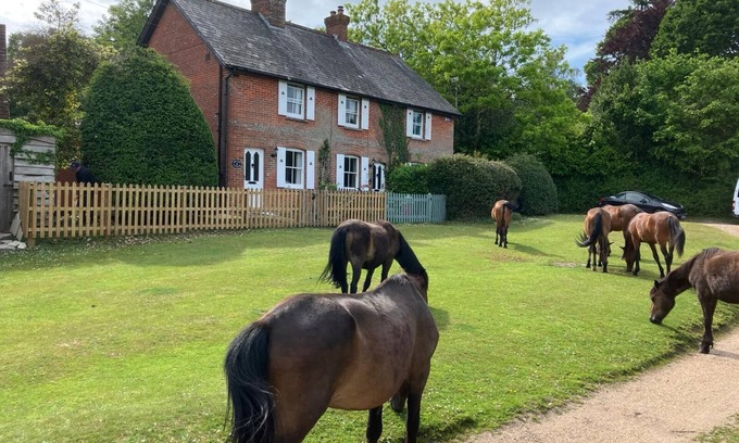 New Forest District Cottage | Yew Tree Cottage in the Heart of the New Forest