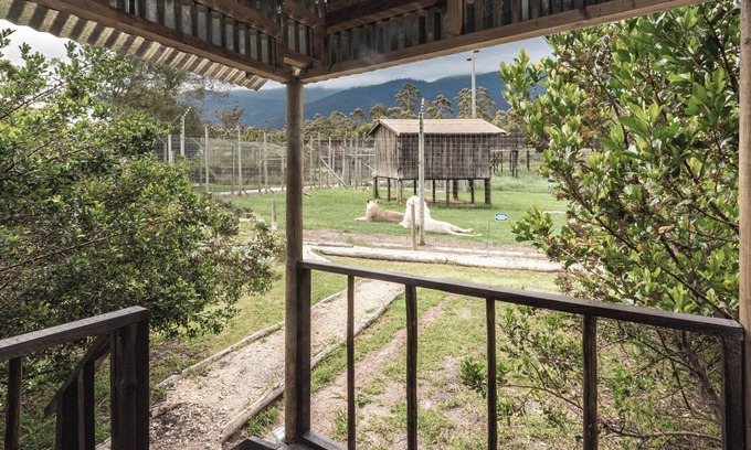 Die Barakke Cabin | Sleep Whiskers away from the Lions and " FEEL " them ROAR! Cabin 1