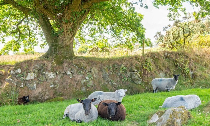 Mary Tavy House | Zoar Cottage - Three Bedroom House, Sleeps 6