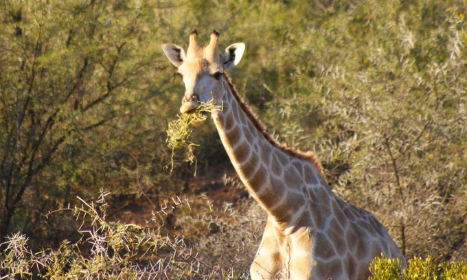 Oudtshoorn Cabin | Zwartberg View Mountain Lodge