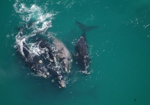 Lavender Manor Guest Lodge