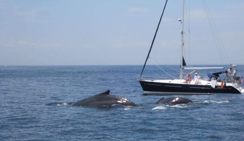 House (Hollyhock House)