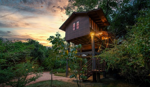 BIRD'S NEST (TREE HOUSE)